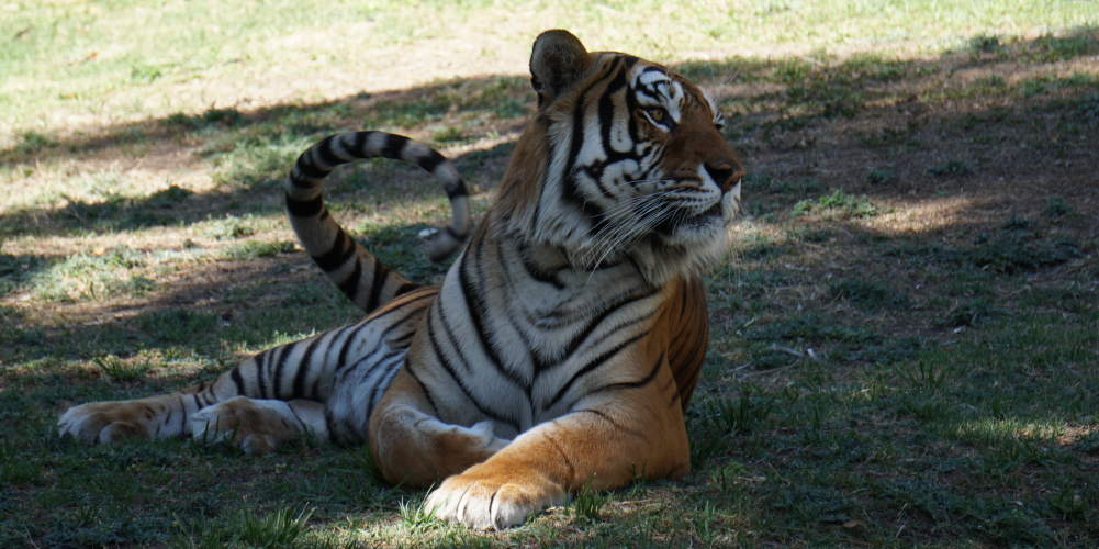 tigre