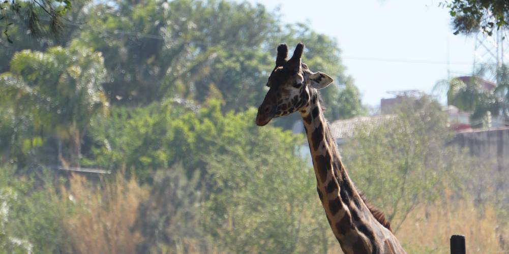 jirafa