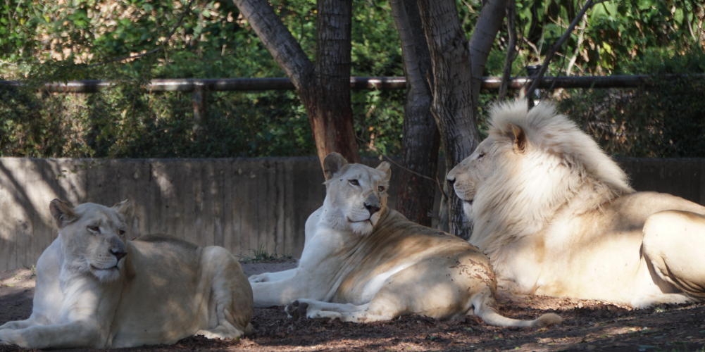leones blancos